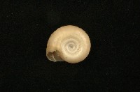 藏品(大扁蜷)的圖片